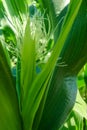 Closeup corn on the stalk, selective focus Royalty Free Stock Photo