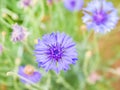 Closeup Cornflower blue