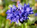 Closeup of a cornflower, Centaurea cyanus