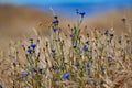 Closeup of cornflowers field surrounded by dry grass Royalty Free Stock Photo