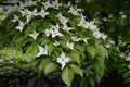 Cornus kousa - tree with white flowers Royalty Free Stock Photo