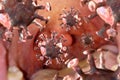 Closeup Coronavirus Cells Cough 3D Illustration