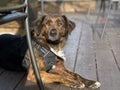 Closeup of a Corsican Dog laying under a bench outdoors Royalty Free Stock Photo