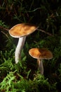 Closeup of Cortinarius collinitus, commonly known as blue-girdled webcap mushroom.