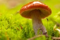 Closeup of Cortinarius collinitus, commonly known as blue-girdled webcap mushroom. Wild mushroom growing in forest. Ukraine Royalty Free Stock Photo