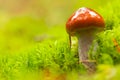 Closeup of Cortinarius collinitus, commonly known as blue-girdled webcap mushroom. Wild mushroom growing in forest. Ukraine Royalty Free Stock Photo