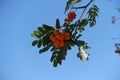 Closeup of corymb of orange berries of European rowan against blue sky in July