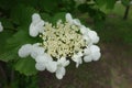 Closeup of corymb of white flowers of Viburnum opulus in mid May