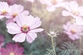 Closeup cosmos flower garden, vintage tone style, outdoor day light Royalty Free Stock Photo