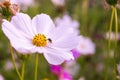 Closeup Cosmos flowers and Insect