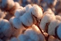 Closeup Cotton Bolls in Soft Light Royalty Free Stock Photo