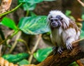 Closeup of a cotton top tamarin monkey sitting on a tree branch, critically endangered animal specie, tropical primate from Royalty Free Stock Photo