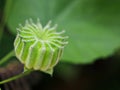 Closeup Country mallow ,Abutilon indicum ,Theophrasti Velvetleaf plant ,Indian mallow