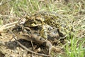 Closeup on a couple of adult western toad , Anaxyrus boreas in amplexus during breeding period Royalty Free Stock Photo