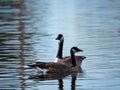 Closeup of a couple of Canadian geese swimming in the reflective lake