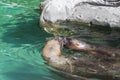 Closeup of couple of cute kissing sea lions seal in the blue w Royalty Free Stock Photo