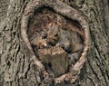 Closeup of a couple of cute squirrels in a tree hollow