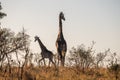 Closeup of a couple of giraffes in a savanna on a sunny day