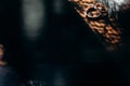 Closeup of a couple golden wedding rings on wooden table, two engraved engagement rings, marriage concept Royalty Free Stock Photo