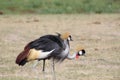 Closeup of a couple Grey Crowned Crane on a field of dry grass