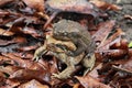 Mating toads over the leaves Royalty Free Stock Photo