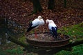 Closeup of a couple of Oriental storks perching on the nest in autumn
