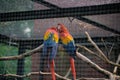 Closeup of a couple of scarlet macaws grooming each other. Ara macao. Royalty Free Stock Photo