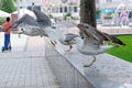 Closeup of a couple of seagulls in flight.