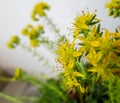 Closeup of a couple of small yellow flowers with green and white background