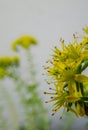 Closeup of a couple of small yellow flowers with green and white background