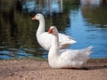 Closeup of a couple of white geese standing on the shoreline of the reflective lake