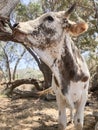 closeup cow animal in the cattle ranch farm Royalty Free Stock Photo