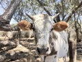 closeup cow animal in the cattle ranch farm Royalty Free Stock Photo