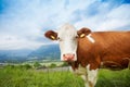 Closeup of a cow Royalty Free Stock Photo