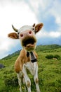 Closeup of cow with bell Royalty Free Stock Photo