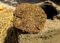 Closeup of Cow Dung Cakes made by hands with hey and cow dung to work as fuel Royalty Free Stock Photo