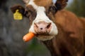 Closeup of a cow eating a carrot Royalty Free Stock Photo