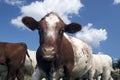 Closeup Cow Royalty Free Stock Photo