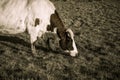 Closeup cow grazing Royalty Free Stock Photo