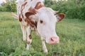 Closeup of cow grazing in meadow, sunny summer day brown white cow Royalty Free Stock Photo