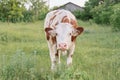 Closeup of cow grazing in meadow, sunny summer day brown white cow Royalty Free Stock Photo