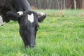 Closeup cow head eating green grass on a summer Royalty Free Stock Photo