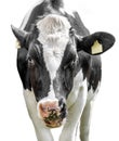 Closeup cow isolated on white Royalty Free Stock Photo