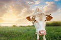 Closeup of cow muzzle Royalty Free Stock Photo