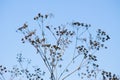 Closeup of cow parsley with blue sky on background and selective focus on foreground Royalty Free Stock Photo