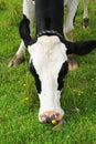 Closeup of cow`s head with black eyes