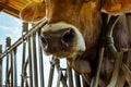 Closeup of a cow with snotty nose