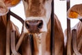 Closeup of a cow with a snotty nose