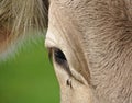 Closeup of a cow with teardrop and fly Royalty Free Stock Photo