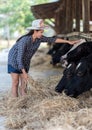 Closeup on cows being fed by cattleman